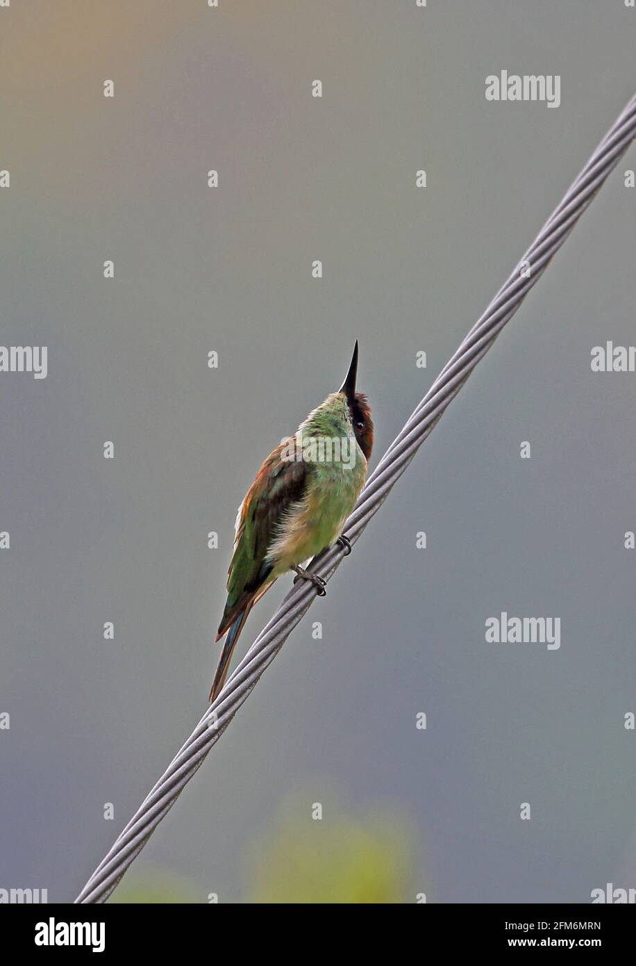 Bee-Eater (Merops viridis) dalla tonalità blu, appollaiato sul filo, guardando gli insetti che sovrastano Taman Negara NP, Malesia Febbraio Foto Stock