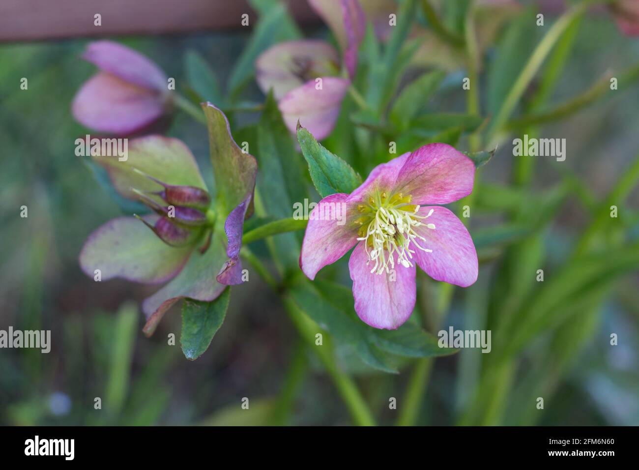 Splendida HELLEBORUS ORIENTALIS in giardino Foto Stock