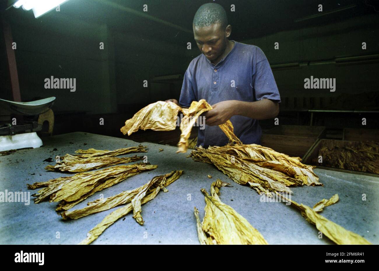 Un lavoratore del Tobacco Research Board, aprile 2000 con alcune foglie di tabacco che sono state recentemente raccolte. Foto Stock