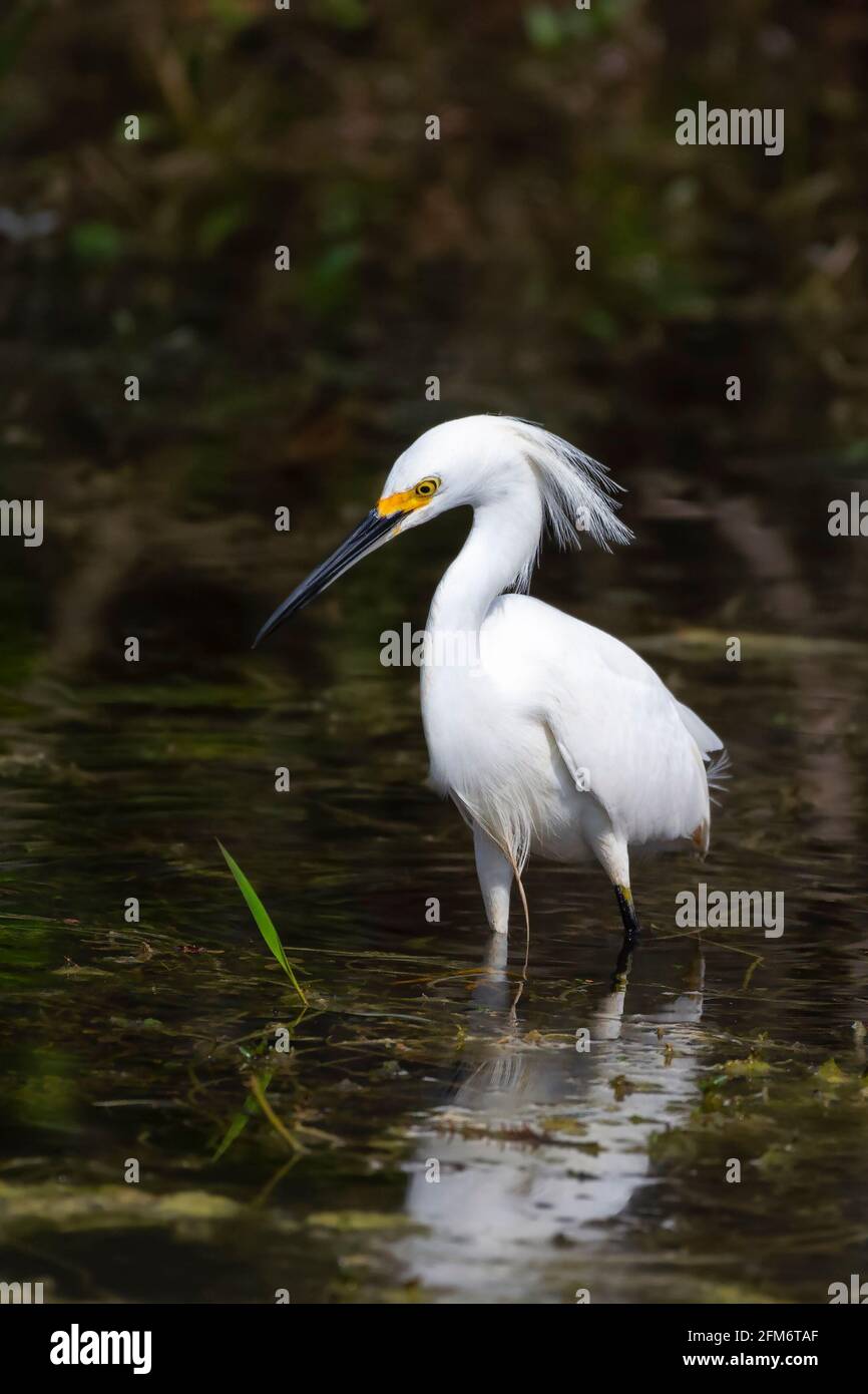 Garza nevosa (Egretta thula) che mostra l'allevamento piumaggio in Big Cypress National Preserve. Florida. STATI UNITI Foto Stock