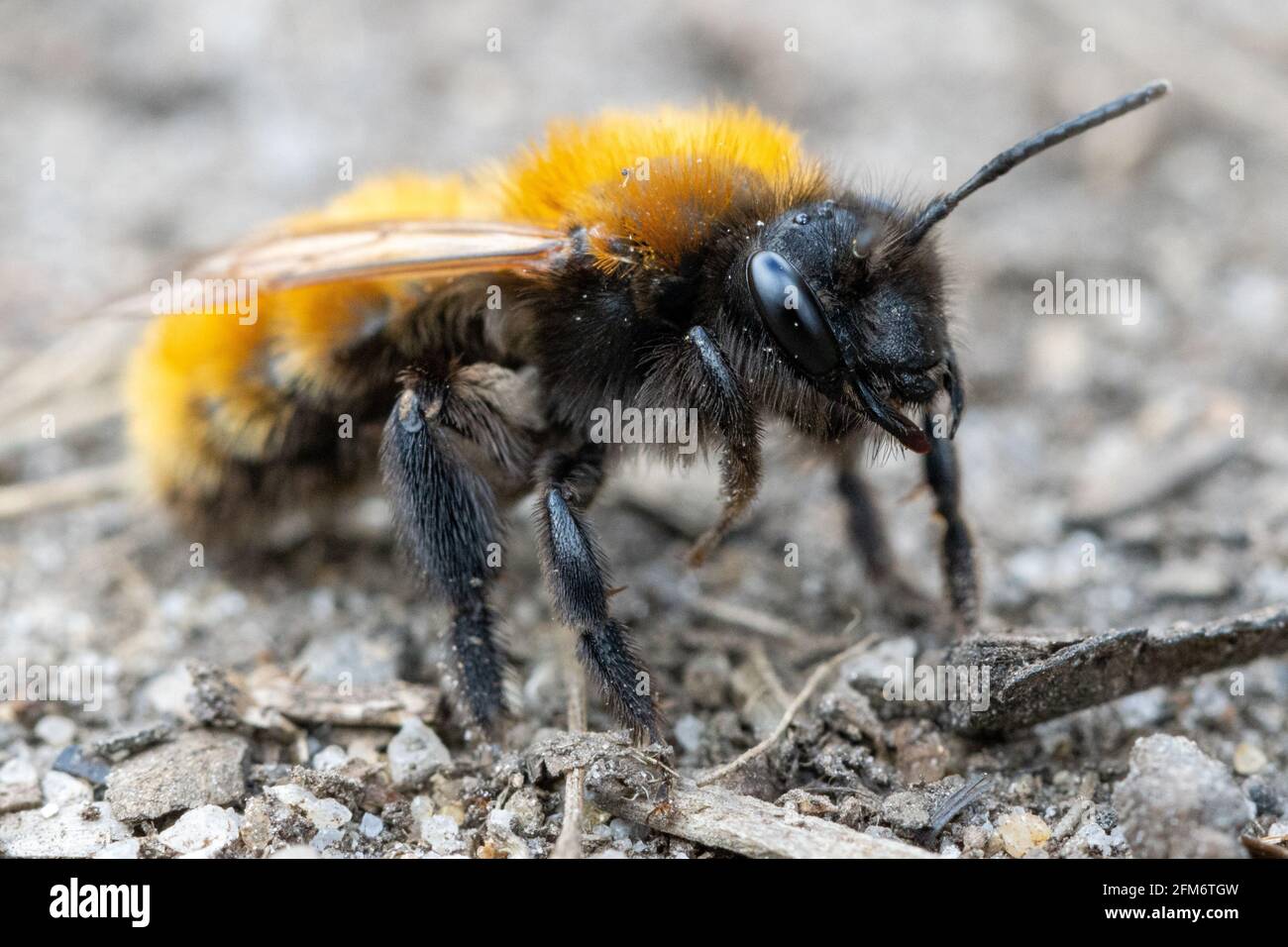 Fauna selvatica del Regno Unito: Macro vista della faccia di un'ape da miniera (Andrena fulva) femmina in primavera su un percorso brughiera, West Yorkshire Foto Stock