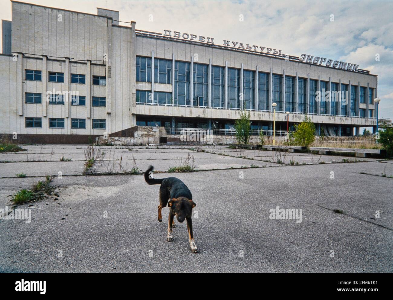 Un cane vagato sulla piazza decadente di fronte al centro culturale della città fantasma Prypyat. I dipendenti della centrale nucleare di Chernobyl vivevano Foto Stock