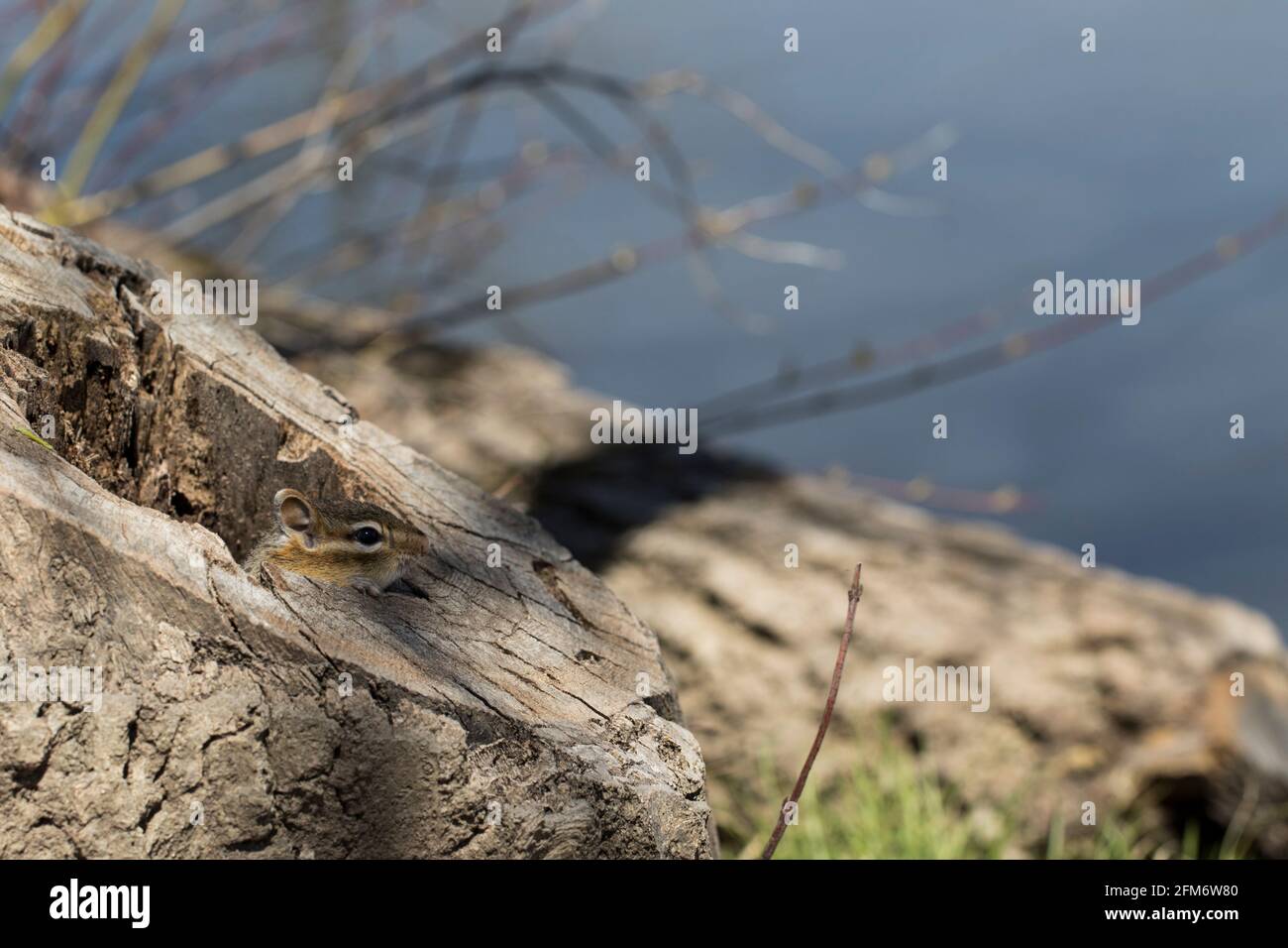 Chipmunk in groppa di albero mangiare noci. Carino piccolo chipmunk che esce dalla sua casa per mangiare una arachidi. Foto Stock