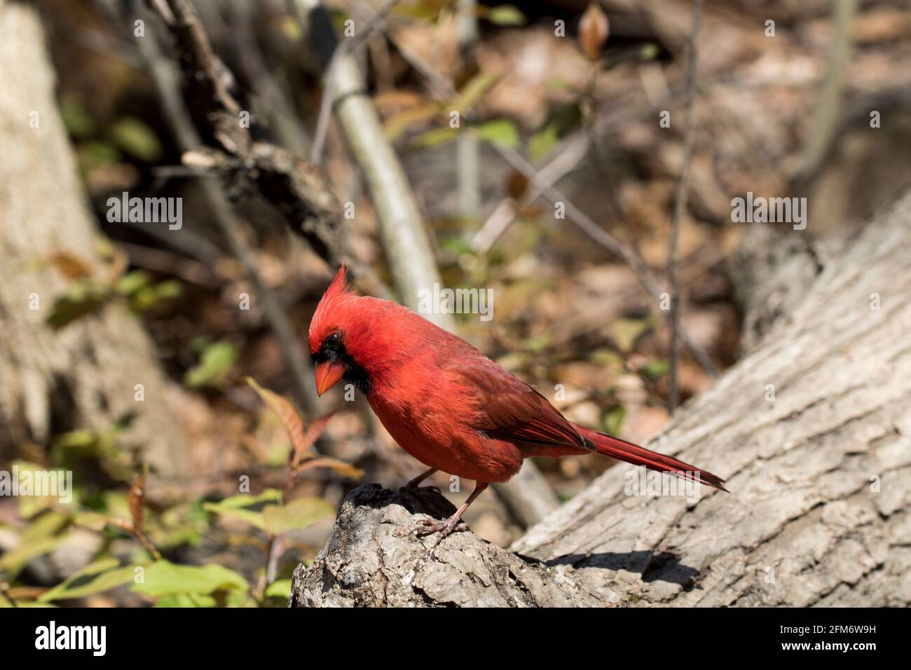 cardinale maschile primo piano nella foresta durante il giorno. Bird watching. Foto Stock