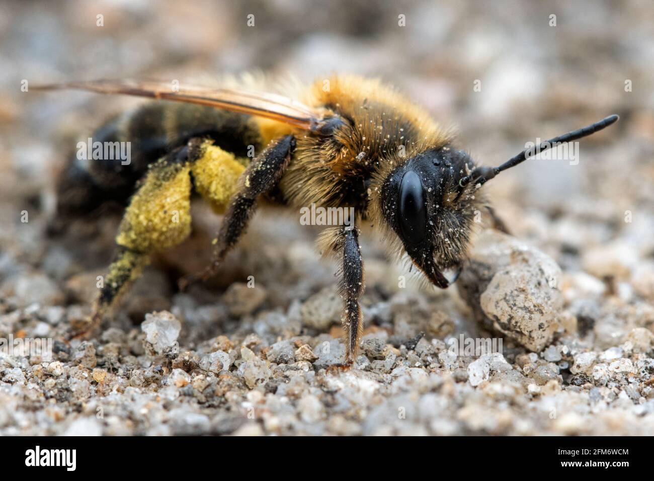 Fauna selvatica del Regno Unito: Ape mineraria (probabilmente Andrena Flavipes - ape mineraria con zampe gialle (sotto tutto quel polline!)) Yorkshire occidentale Foto Stock