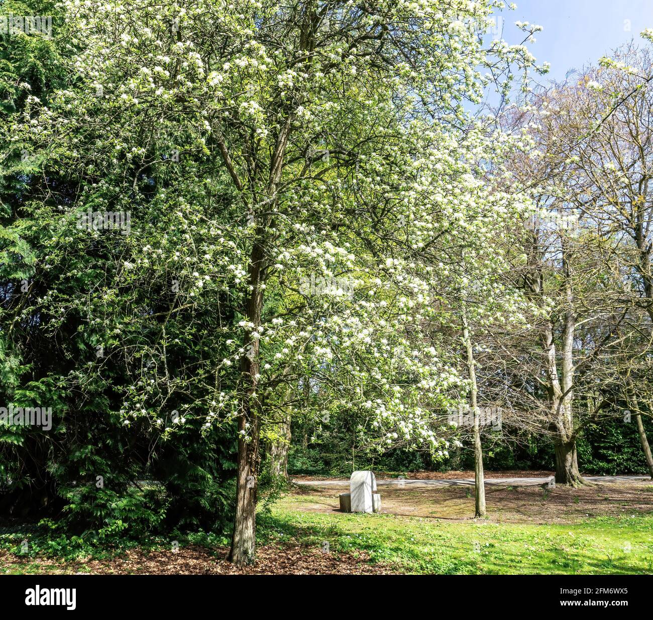Pyrus amygdaliformis, conosciuta anche come la pera di mandorle, con fiori bianchi che fioriscono in aprile/maggio. Cresce fino a 10 m. Foto Stock
