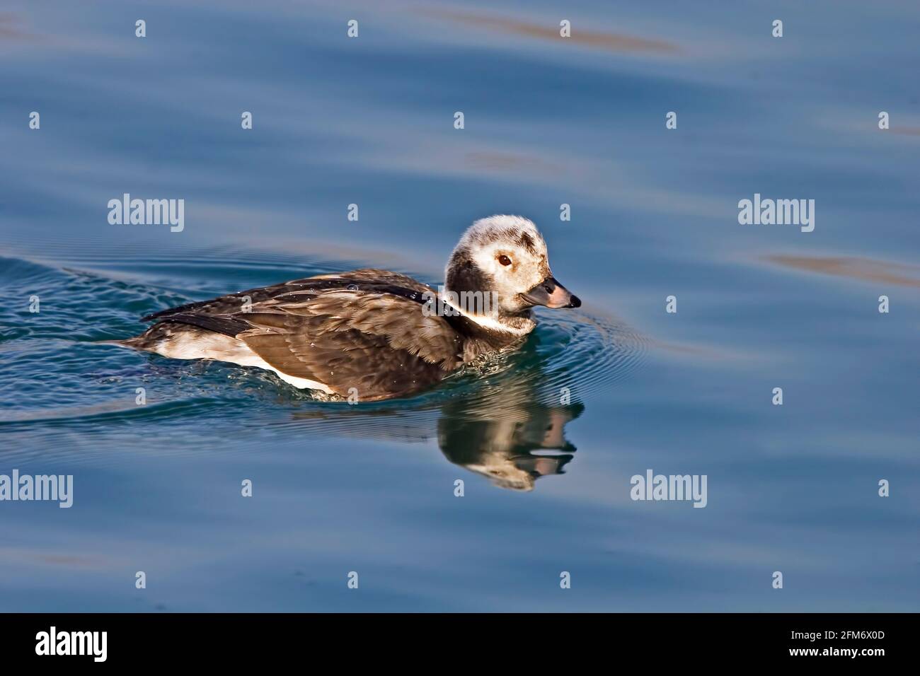 Un anatra femminile a coda lunga, Clangula hyemalis, con riflessione Foto Stock