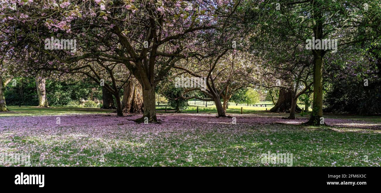Un tappeto di fiori di ciliegi copre il terreno in questa scena dalla Farmleigh Estate a Dublino, Irlanda. Foto Stock