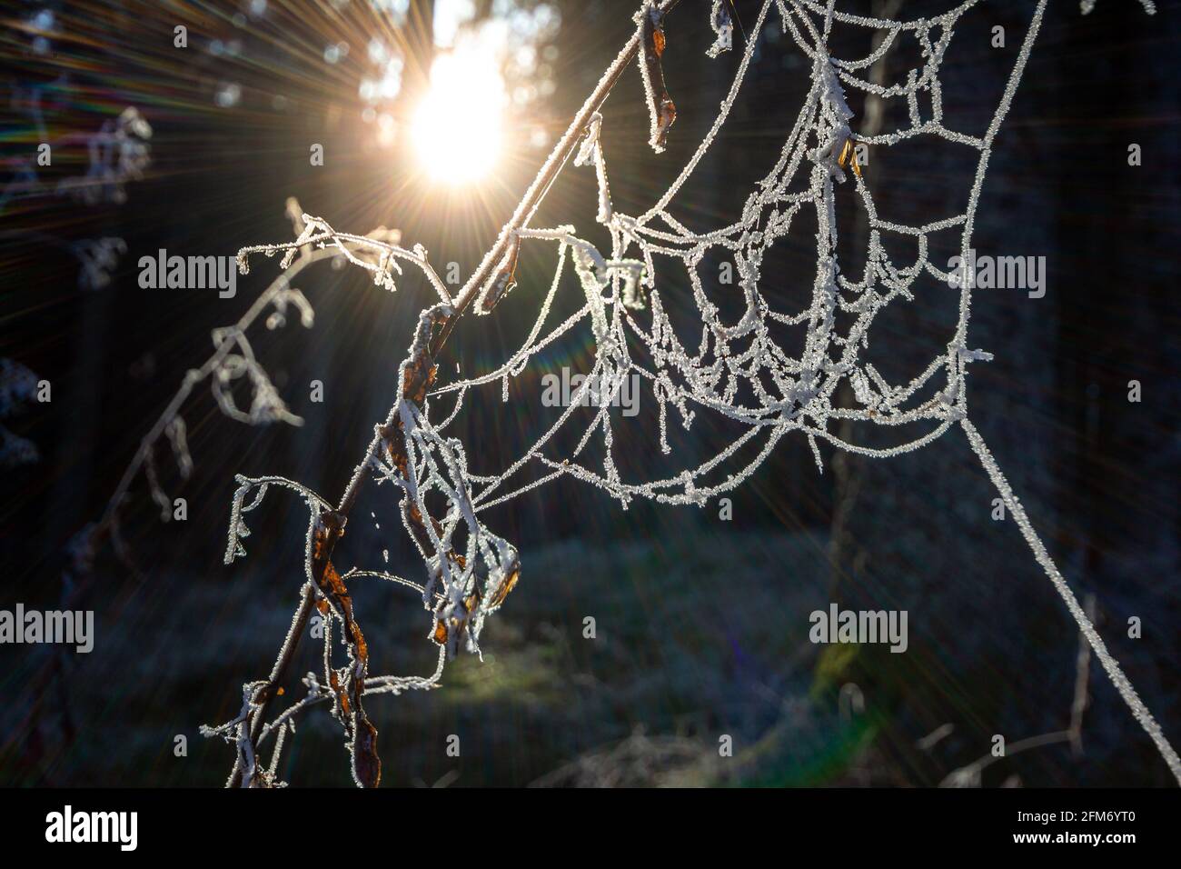 Piante surgelate con raggi solari nella Foresta Nera, Germania sudoccidentale Foto Stock