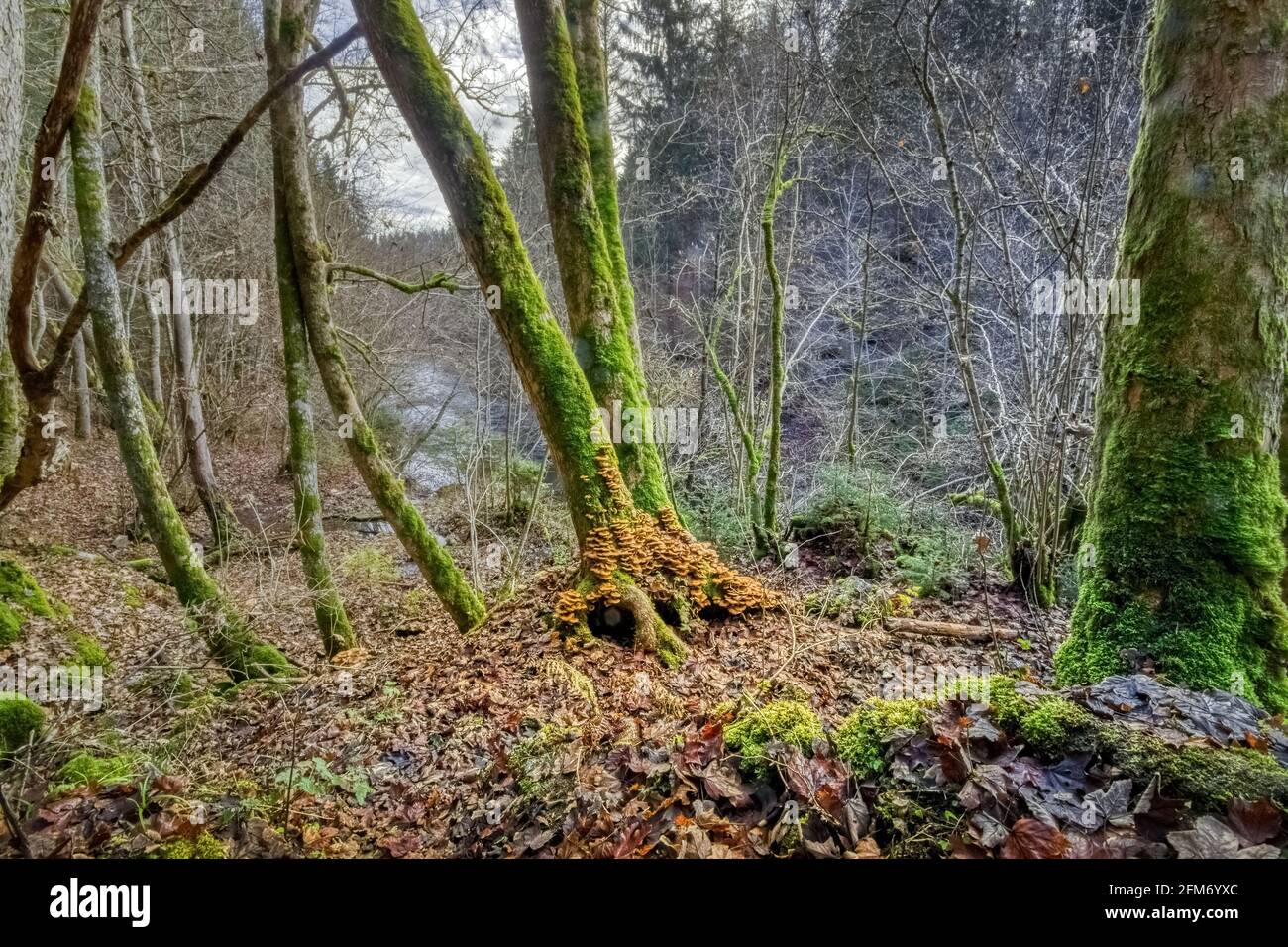 Funghi su alberi, nella Gola di Wutach, nella Foresta Nera, Germania sud-occidentale Foto Stock