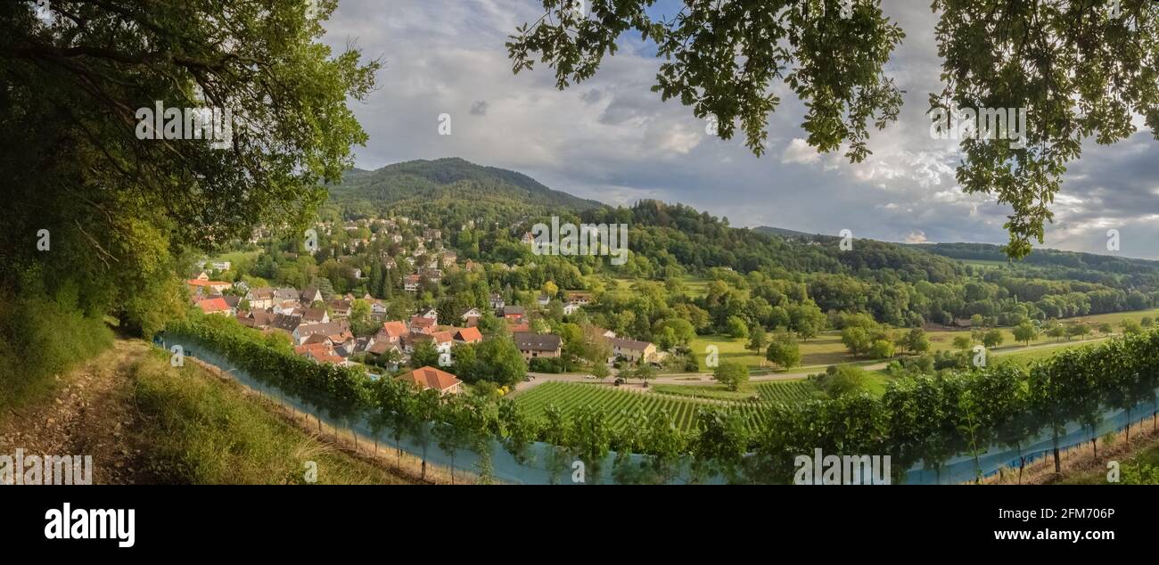 Vista panoramica dei vigneti di fronte alla storica città di Badenweiler, nel Baden-Wuertemberg, Germania meridionale Foto Stock