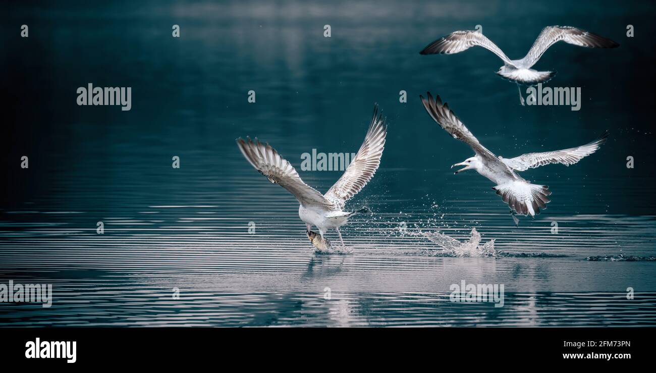 Fauna selvatica sfondo di caccia al gabbiano su uno stagno, vola sopra l'acqua e cattura pesci, ha pesce nel suo becco. La foto migliore. Foto Stock