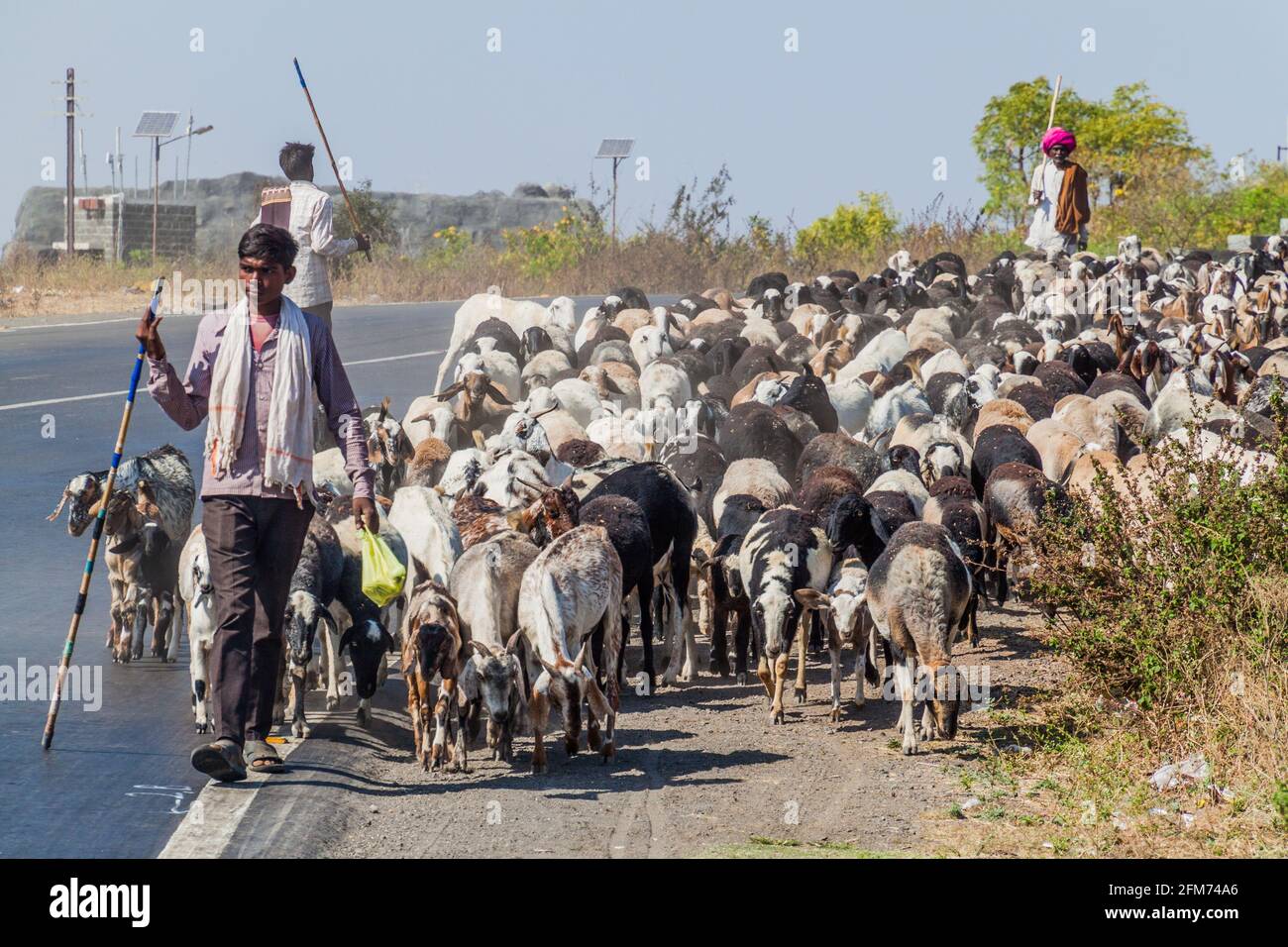 AJANTA, INDIA - 6 FEBBRAIO 2017: Mandria di capre in una strada vicino alle grotte di Ajanta, stato di Maharasthra, India Foto Stock