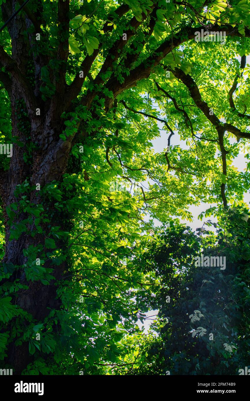 Alberi verdi freschi e luce del sole che filtrano attraverso gli alberi Foto Stock
