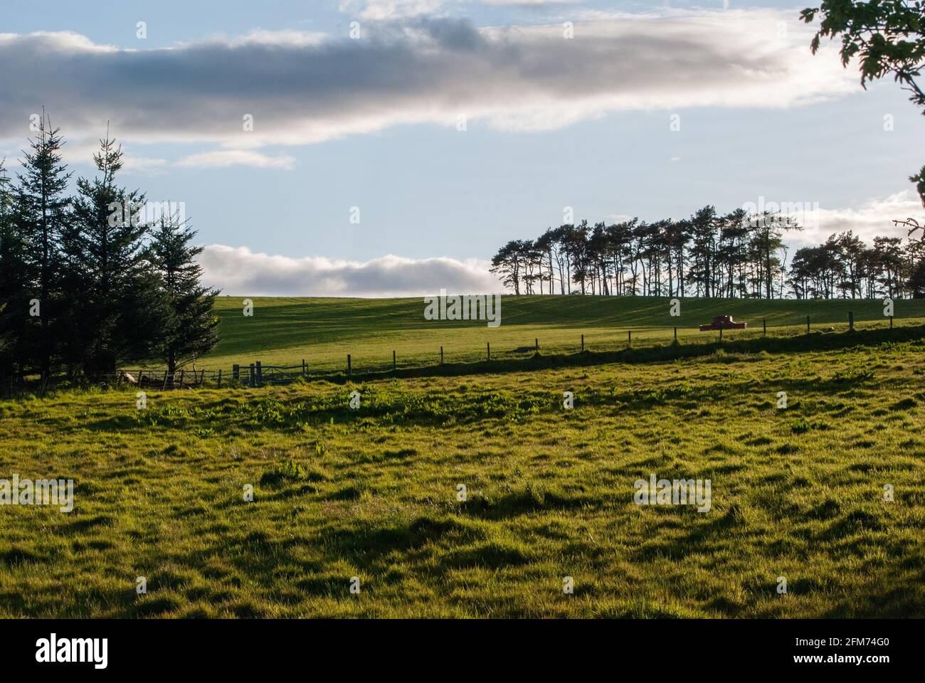 Campo scozzese Foto Stock