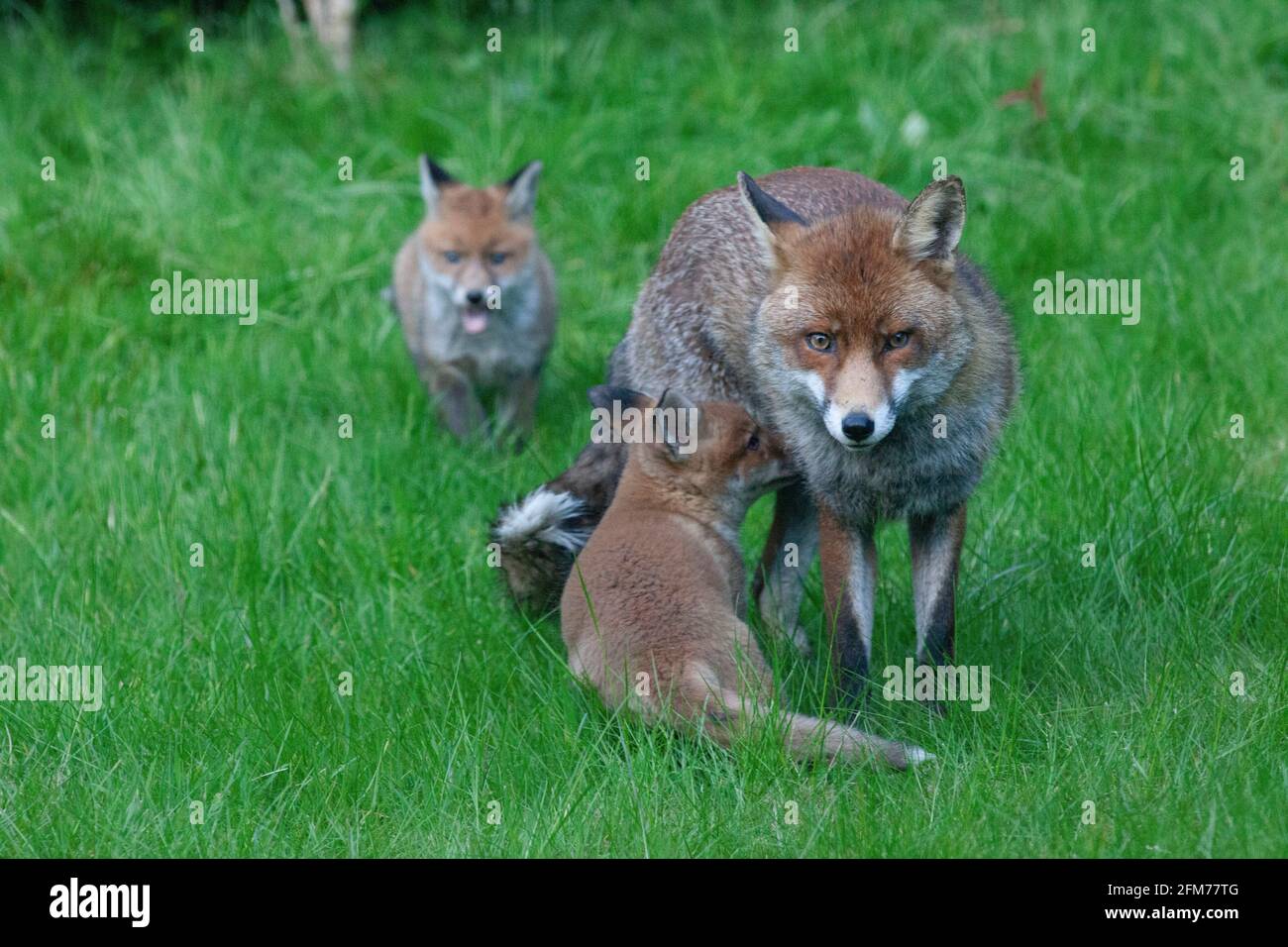 Londra, Regno Unito, 6 maggio 2021: Una volpe cane e i suoi due cuccioli in un giardino a Clapham. I cuccioli sono nati a marzo, ma solo recentemente sono stati visti fuori dalla stalla al tramonto. La volpe maschile sembrava aspettare che la femmina tornasse. I cuccioli si inchinarono dentro e fuori dai cespugli e si combatterono l'uno con l'altro. Anna Watson/Alamy Live News Foto Stock