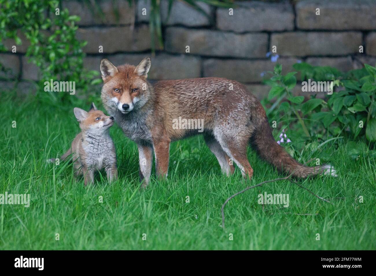 Londra, Regno Unito, 6 maggio 2021: Una volpe cane e i suoi due cuccioli in un giardino a Clapham. I cuccioli sono nati a marzo, ma solo recentemente sono stati visti fuori dalla stalla al tramonto. La volpe maschile sembrava aspettare che la femmina tornasse. I cuccioli si inchinarono dentro e fuori dai cespugli e si combatterono l'uno con l'altro. Anna Watson/Alamy Live News Foto Stock