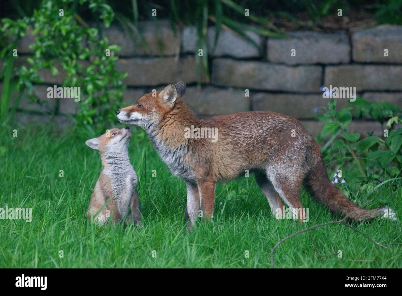 Londra, Regno Unito, 6 maggio 2021: Una volpe cane e i suoi due cuccioli in un giardino a Clapham. I cuccioli sono nati a marzo, ma solo recentemente sono stati visti fuori dalla stalla al tramonto. La volpe maschile sembrava aspettare che la femmina tornasse. I cuccioli si inchinarono dentro e fuori dai cespugli e si combatterono l'uno con l'altro. Anna Watson/Alamy Live News Foto Stock