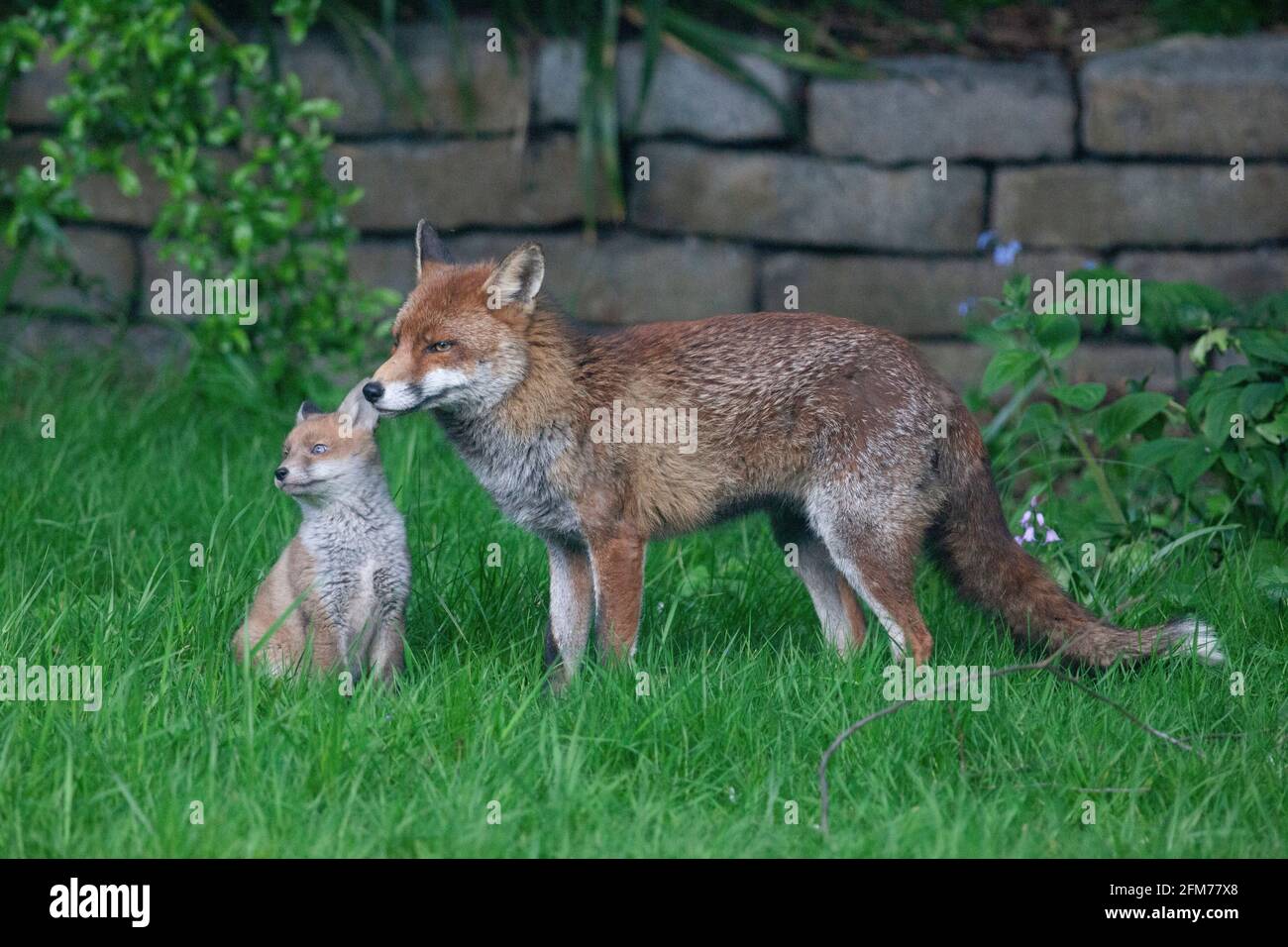 Londra, Regno Unito, 6 maggio 2021: Una volpe cane e i suoi due cuccioli in un giardino a Clapham. I cuccioli sono nati a marzo, ma solo recentemente sono stati visti fuori dalla stalla al tramonto. La volpe maschile sembrava aspettare che la femmina tornasse. I cuccioli si inchinarono dentro e fuori dai cespugli e si combatterono l'uno con l'altro. Anna Watson/Alamy Live News Foto Stock