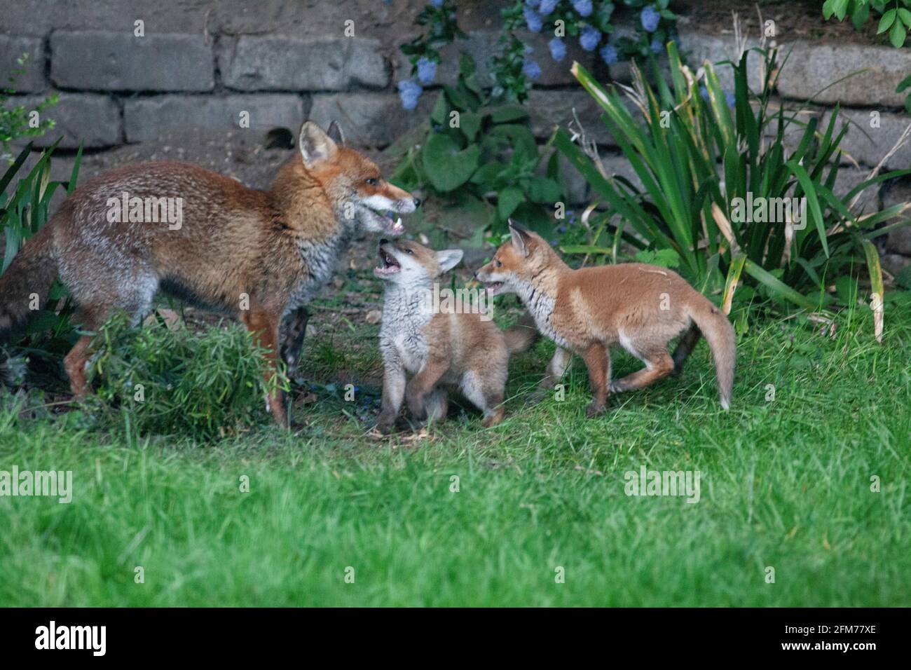Londra, Regno Unito, 6 maggio 2021: Una volpe cane e i suoi due cuccioli in un giardino a Clapham. I cuccioli sono nati a marzo, ma solo recentemente sono stati visti fuori dalla stalla al tramonto. La volpe maschile sembrava aspettare che la femmina tornasse. I cuccioli si inchinarono dentro e fuori dai cespugli e si combatterono l'uno con l'altro. Anna Watson/Alamy Live News Foto Stock