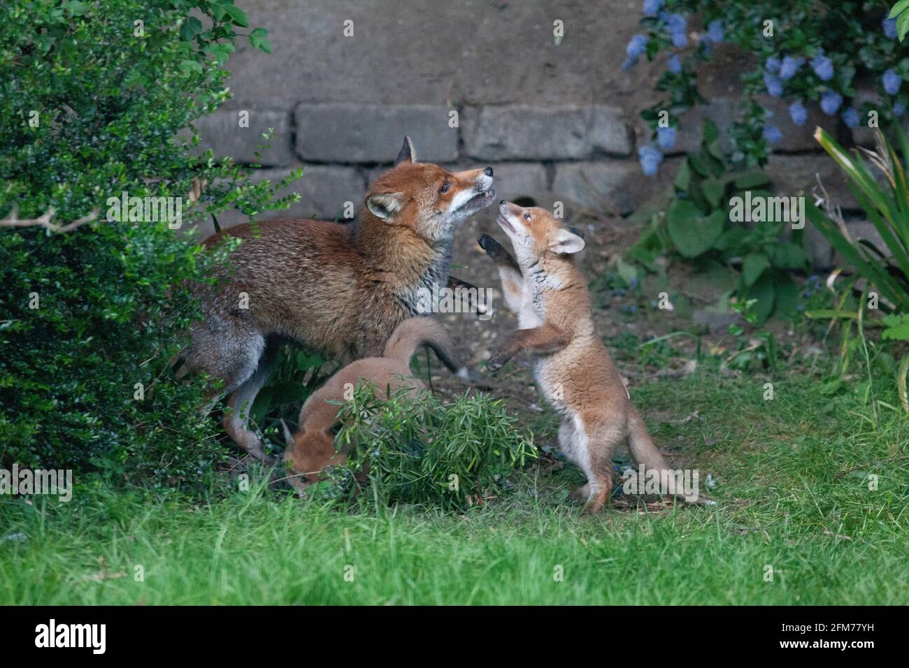 Londra, Regno Unito, 6 maggio 2021: Una volpe cane e i suoi due cuccioli in un giardino a Clapham. I cuccioli sono nati a marzo, ma solo recentemente sono stati visti fuori dalla stalla al tramonto. La volpe maschile sembrava aspettare che la femmina tornasse. I cuccioli si inchinarono dentro e fuori dai cespugli e si combatterono l'uno con l'altro. Anna Watson/Alamy Live News Foto Stock