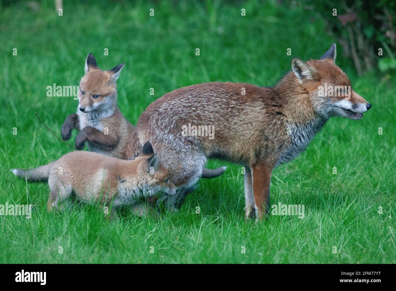 Londra, Regno Unito, 6 maggio 2021: Una volpe cane e i suoi due cuccioli in un giardino a Clapham. I cuccioli sono nati a marzo, ma solo recentemente sono stati visti fuori dalla stalla al tramonto. La volpe maschile sembrava aspettare che la femmina tornasse. I cuccioli si inchinarono dentro e fuori dai cespugli e si combatterono l'uno con l'altro. Anna Watson/Alamy Live News Foto Stock