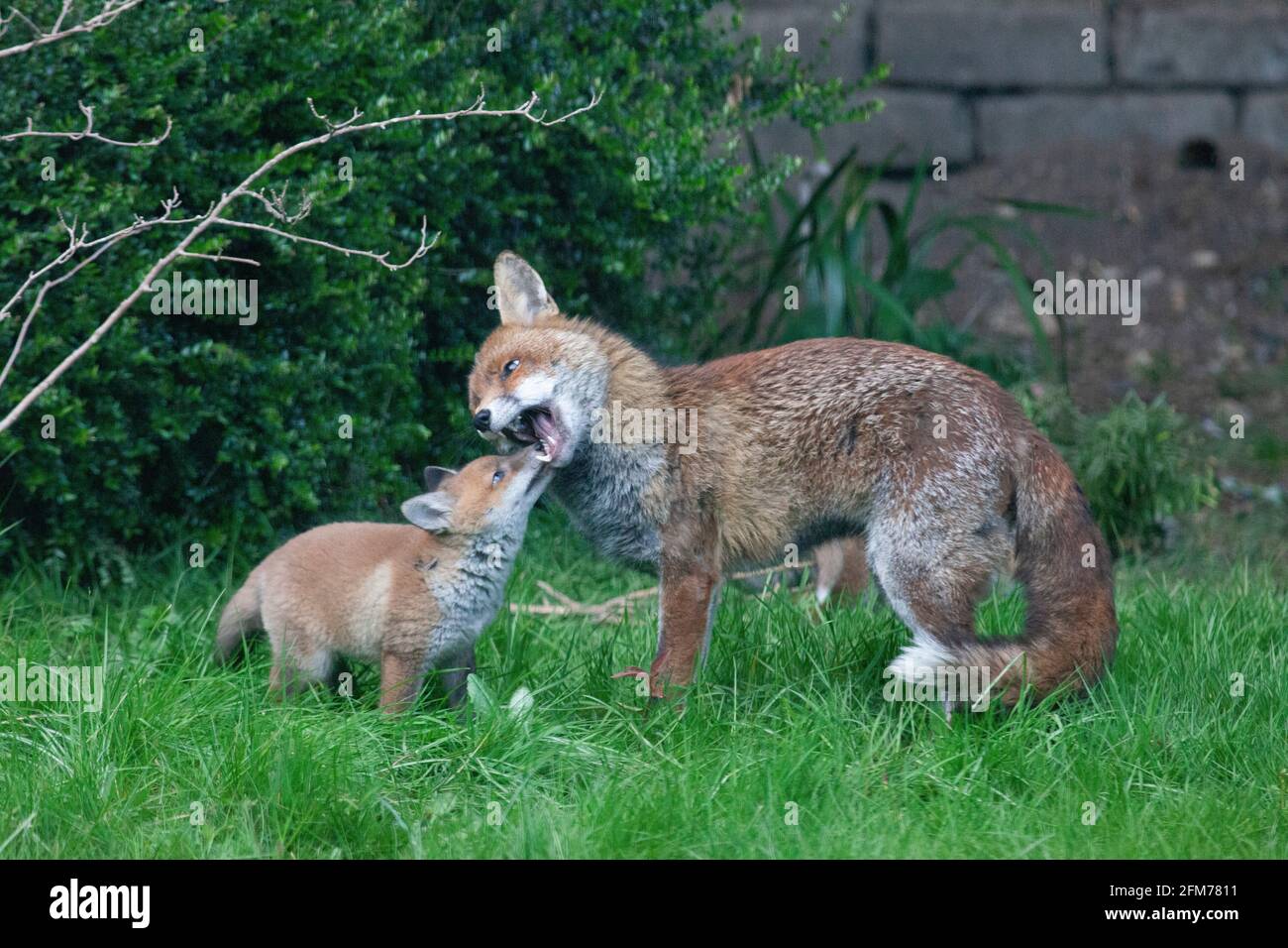 Londra, Regno Unito, 6 maggio 2021: Una volpe cane e i suoi due cuccioli in un giardino a Clapham. I cuccioli sono nati a marzo, ma solo recentemente sono stati visti fuori dalla stalla al tramonto. La volpe maschile sembrava aspettare che la femmina tornasse. I cuccioli si inchinarono dentro e fuori dai cespugli e si combatterono l'uno con l'altro. Anna Watson/Alamy Live News Foto Stock