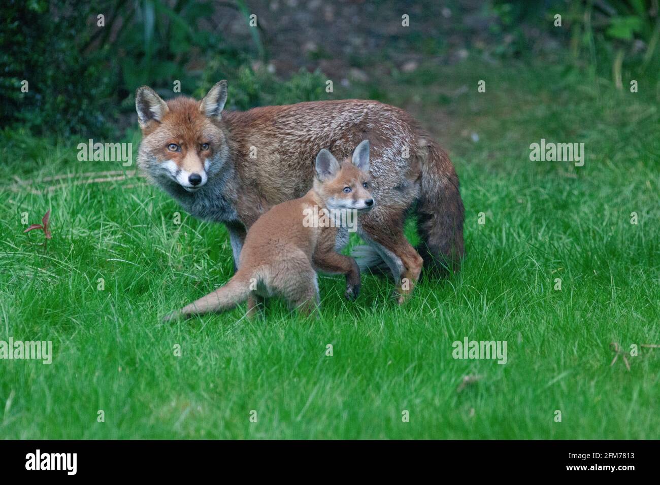 Londra, Regno Unito, 6 maggio 2021: Una volpe cane e i suoi due cuccioli in un giardino a Clapham. I cuccioli sono nati a marzo, ma solo recentemente sono stati visti fuori dalla stalla al tramonto. La volpe maschile sembrava aspettare che la femmina tornasse. I cuccioli si inchinarono dentro e fuori dai cespugli e si combatterono l'uno con l'altro. Anna Watson/Alamy Live News Foto Stock