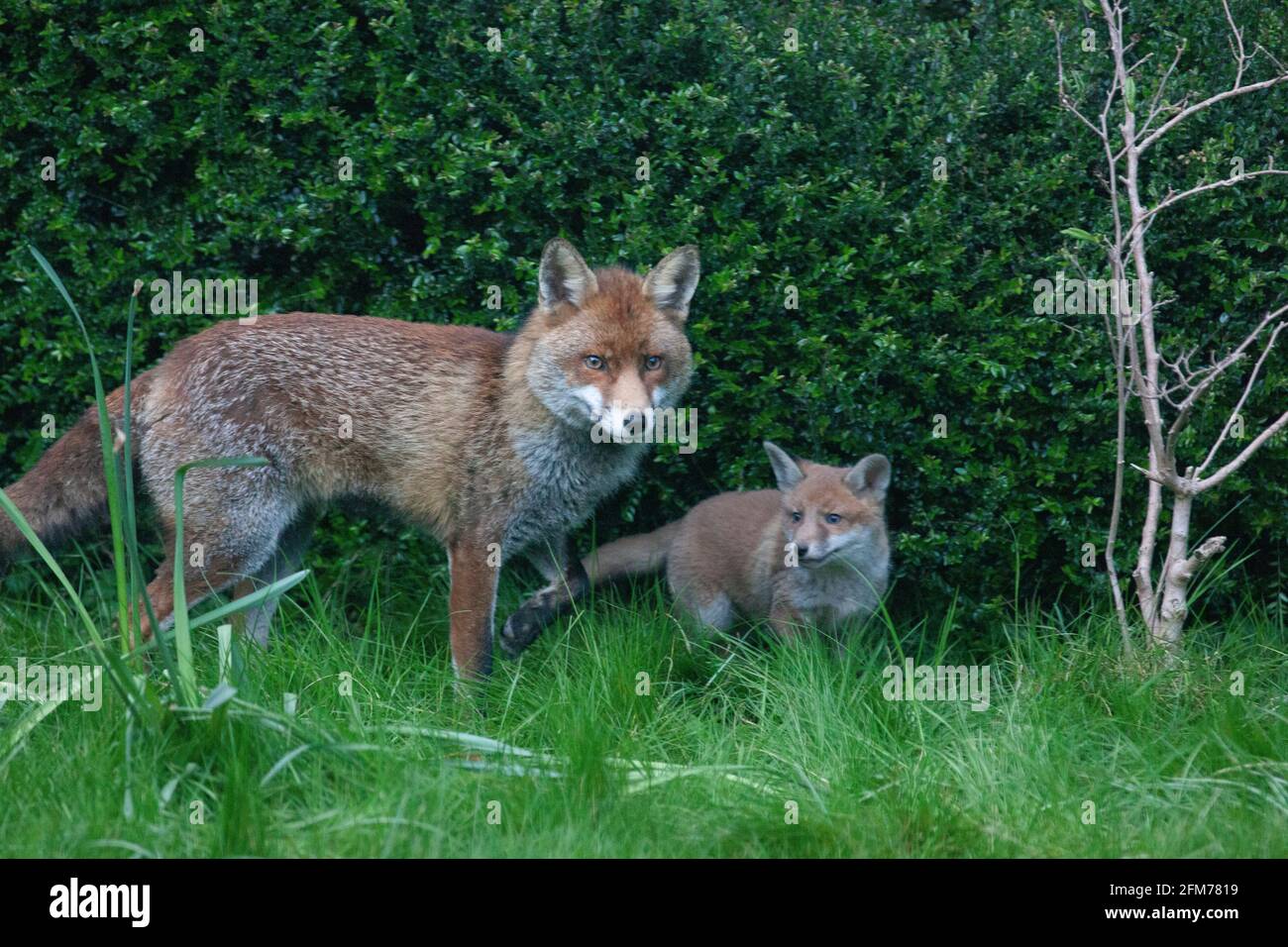 Londra, Regno Unito, 6 maggio 2021: Una volpe cane e i suoi due cuccioli in un giardino a Clapham. I cuccioli sono nati a marzo, ma solo recentemente sono stati visti fuori dalla stalla al tramonto. La volpe maschile sembrava aspettare che la femmina tornasse. I cuccioli si inchinarono dentro e fuori dai cespugli e si combatterono l'uno con l'altro. Anna Watson/Alamy Live News Foto Stock