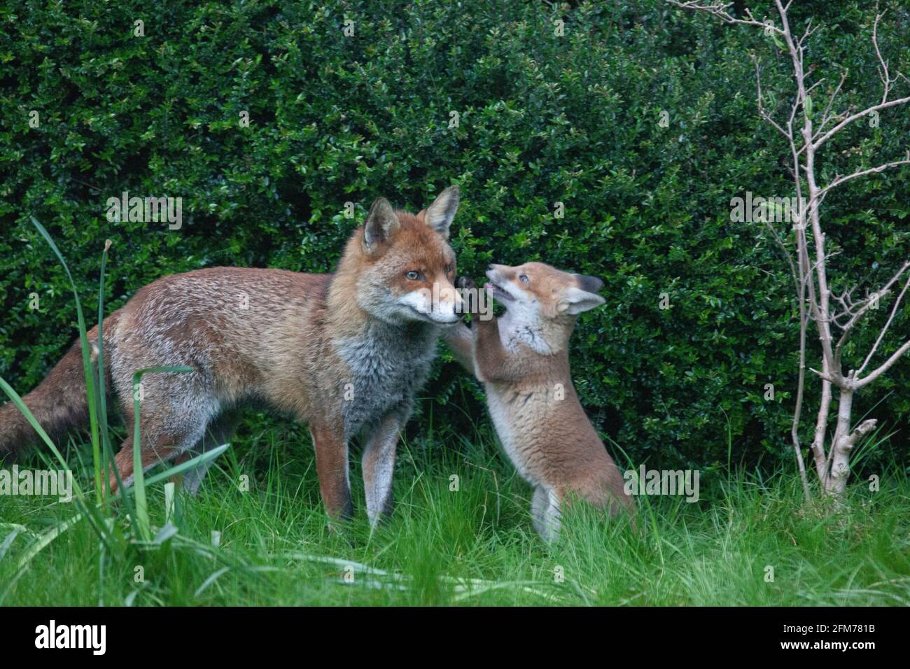 Londra, Regno Unito, 6 maggio 2021: Una volpe cane e i suoi due cuccioli in un giardino a Clapham. I cuccioli sono nati a marzo, ma solo recentemente sono stati visti fuori dalla stalla al tramonto. La volpe maschile sembrava aspettare che la femmina tornasse. I cuccioli si inchinarono dentro e fuori dai cespugli e si combatterono l'uno con l'altro. Anna Watson/Alamy Live News Foto Stock