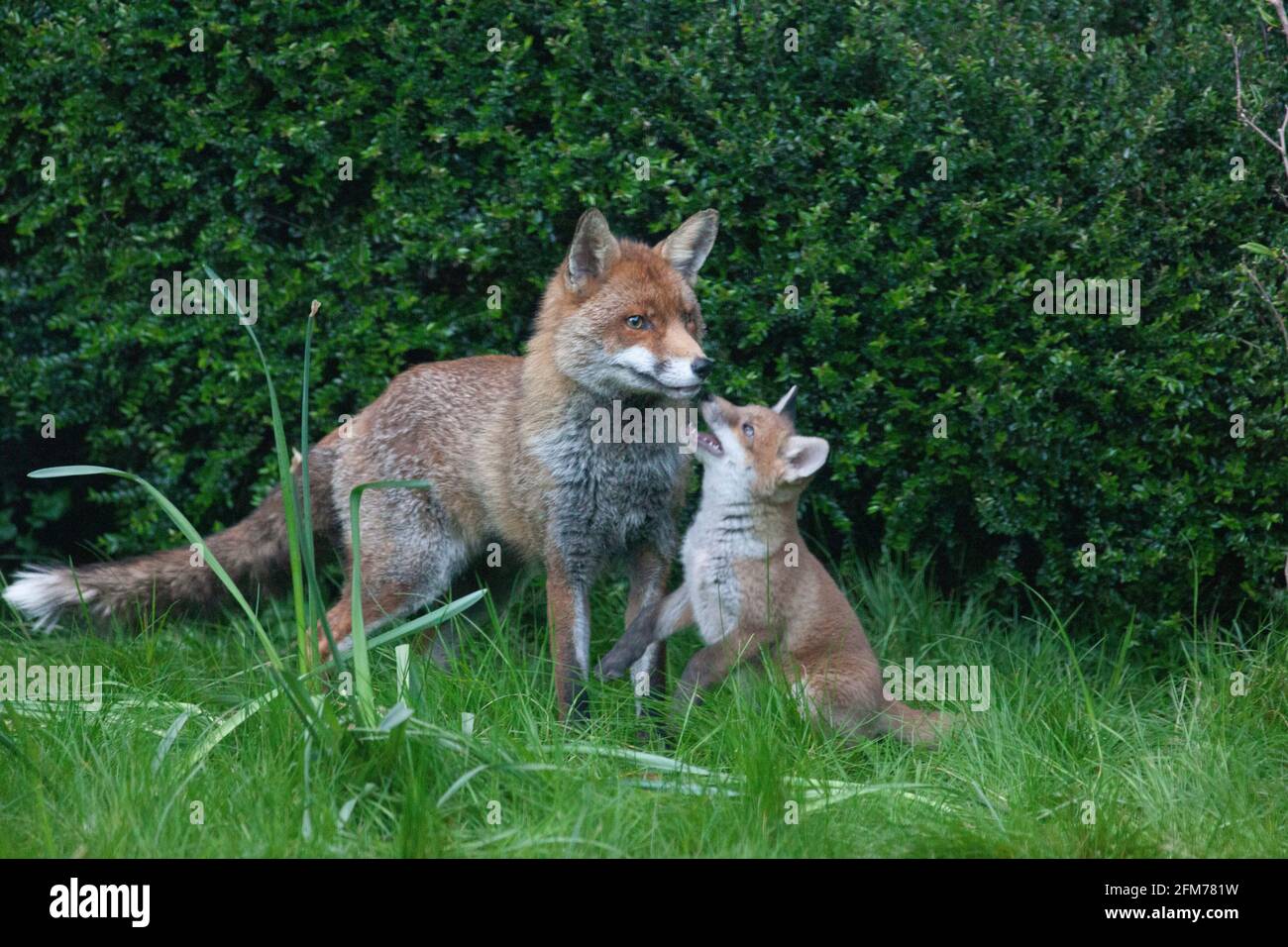 Londra, Regno Unito, 6 maggio 2021: Una volpe cane e i suoi due cuccioli in un giardino a Clapham. I cuccioli sono nati a marzo, ma solo recentemente sono stati visti fuori dalla stalla al tramonto. La volpe maschile sembrava aspettare che la femmina tornasse. I cuccioli si inchinarono dentro e fuori dai cespugli e si combatterono l'uno con l'altro. Anna Watson/Alamy Live News Foto Stock