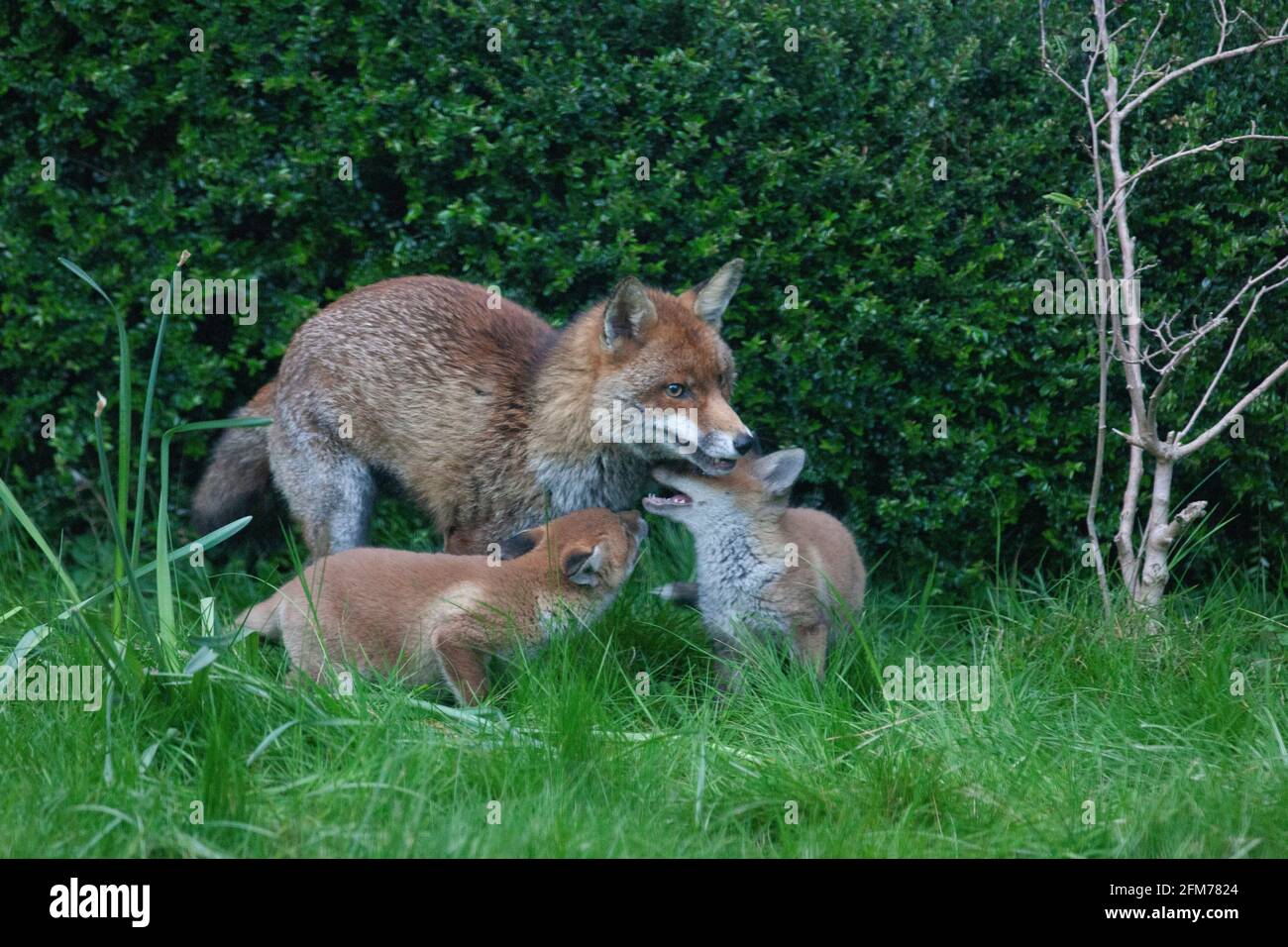Londra, Regno Unito, 6 maggio 2021: Una volpe cane e i suoi due cuccioli in un giardino a Clapham. I cuccioli sono nati a marzo, ma solo recentemente sono stati visti fuori dalla stalla al tramonto. La volpe maschile sembrava aspettare che la femmina tornasse. I cuccioli si inchinarono dentro e fuori dai cespugli e si combatterono l'uno con l'altro. Anna Watson/Alamy Live News Foto Stock