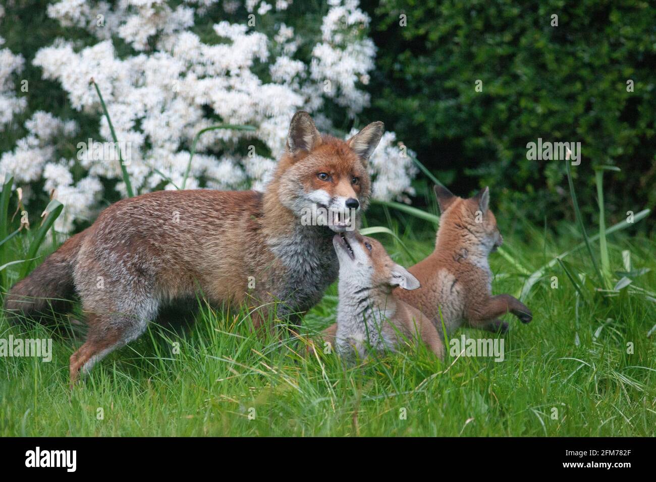 Londra, Regno Unito, 6 maggio 2021: Una volpe cane e i suoi due cuccioli in un giardino a Clapham. I cuccioli sono nati a marzo, ma solo recentemente sono stati visti fuori dalla stalla al tramonto. La volpe maschile sembrava aspettare che la femmina tornasse. I cuccioli si inchinarono dentro e fuori dai cespugli e si combatterono l'uno con l'altro. Anna Watson/Alamy Live News Foto Stock