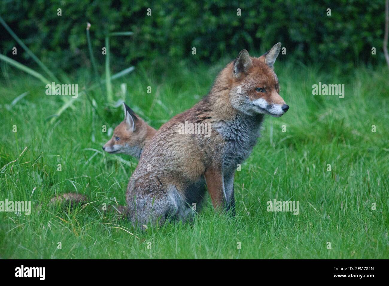 Londra, Regno Unito, 6 maggio 2021: Una volpe cane e i suoi due cuccioli in un giardino a Clapham. I cuccioli sono nati a marzo, ma solo recentemente sono stati visti fuori dalla stalla al tramonto. La volpe maschile sembrava aspettare che la femmina tornasse. I cuccioli si inchinarono dentro e fuori dai cespugli e si combatterono l'uno con l'altro. Anna Watson/Alamy Live News Foto Stock