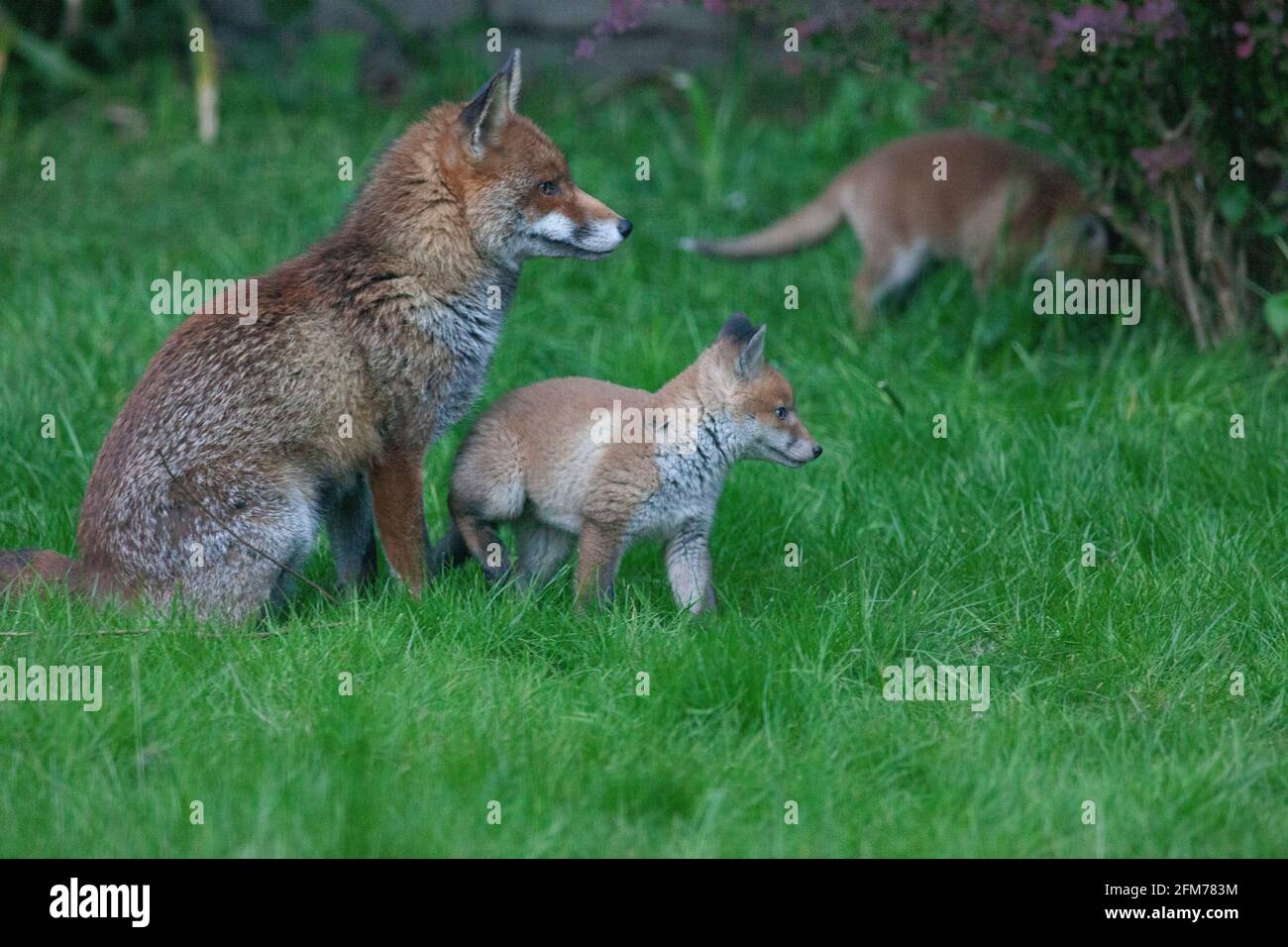 Londra, Regno Unito, 6 maggio 2021: Una volpe cane e i suoi due cuccioli in un giardino a Clapham. I cuccioli sono nati a marzo, ma solo recentemente sono stati visti fuori dalla stalla al tramonto. La volpe maschile sembrava aspettare che la femmina tornasse. I cuccioli si inchinarono dentro e fuori dai cespugli e si combatterono l'uno con l'altro. Anna Watson/Alamy Live News Foto Stock