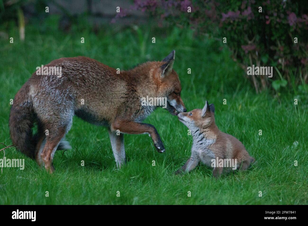 Londra, Regno Unito, 6 maggio 2021: Una volpe cane e i suoi due cuccioli in un giardino a Clapham. I cuccioli sono nati a marzo, ma solo recentemente sono stati visti fuori dalla stalla al tramonto. La volpe maschile sembrava aspettare che la femmina tornasse. I cuccioli si inchinarono dentro e fuori dai cespugli e si combatterono l'uno con l'altro. Anna Watson/Alamy Live News Foto Stock