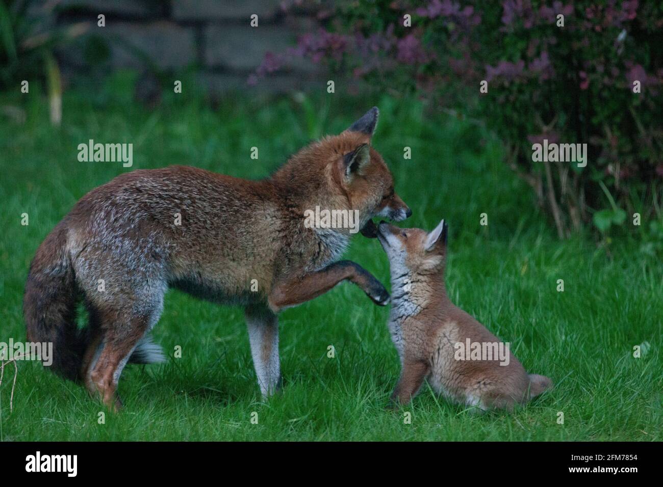 Londra, Regno Unito, 6 maggio 2021: Una volpe cane e i suoi due cuccioli in un giardino a Clapham. I cuccioli sono nati a marzo, ma solo recentemente sono stati visti fuori dalla stalla al tramonto. La volpe maschile sembrava aspettare che la femmina tornasse. I cuccioli si inchinarono dentro e fuori dai cespugli e si combatterono l'uno con l'altro. Anna Watson/Alamy Live News Foto Stock