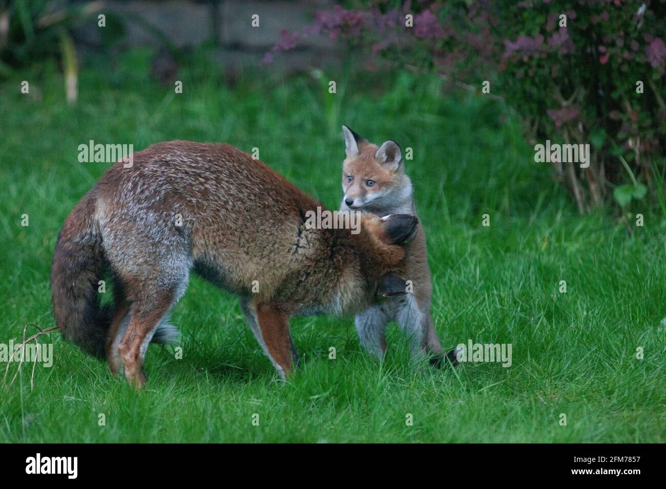 Londra, Regno Unito, 6 maggio 2021: Una volpe cane e i suoi due cuccioli in un giardino a Clapham. I cuccioli sono nati a marzo, ma solo recentemente sono stati visti fuori dalla stalla al tramonto. La volpe maschile sembrava aspettare che la femmina tornasse. I cuccioli si inchinarono dentro e fuori dai cespugli e si combatterono l'uno con l'altro. Anna Watson/Alamy Live News Foto Stock