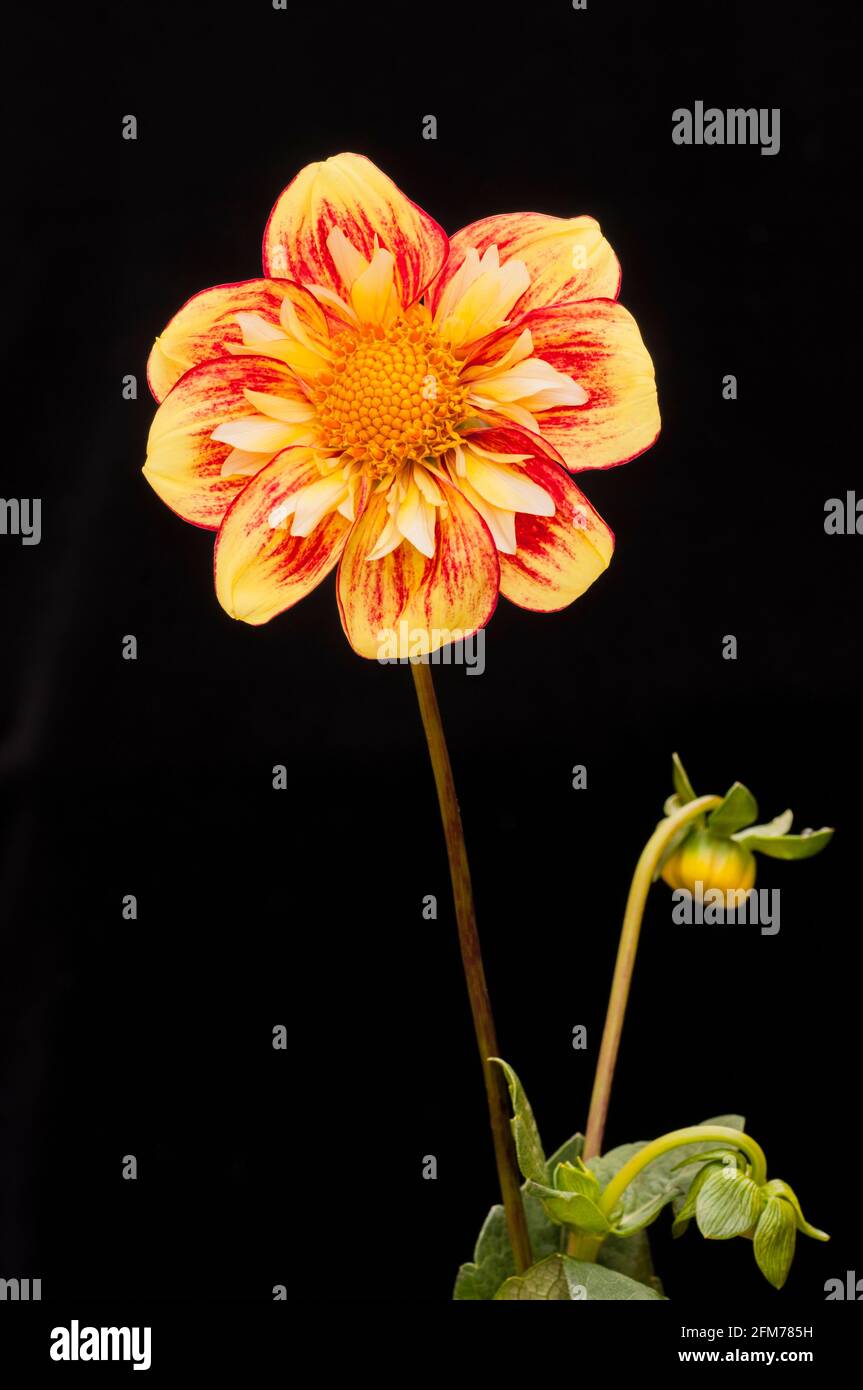 Primo piano della torcia Dahlia Danum contro un nero sfondo una collerette dahlia che ha giallo pallido e rosso fiori in estate e in autunno Foto Stock