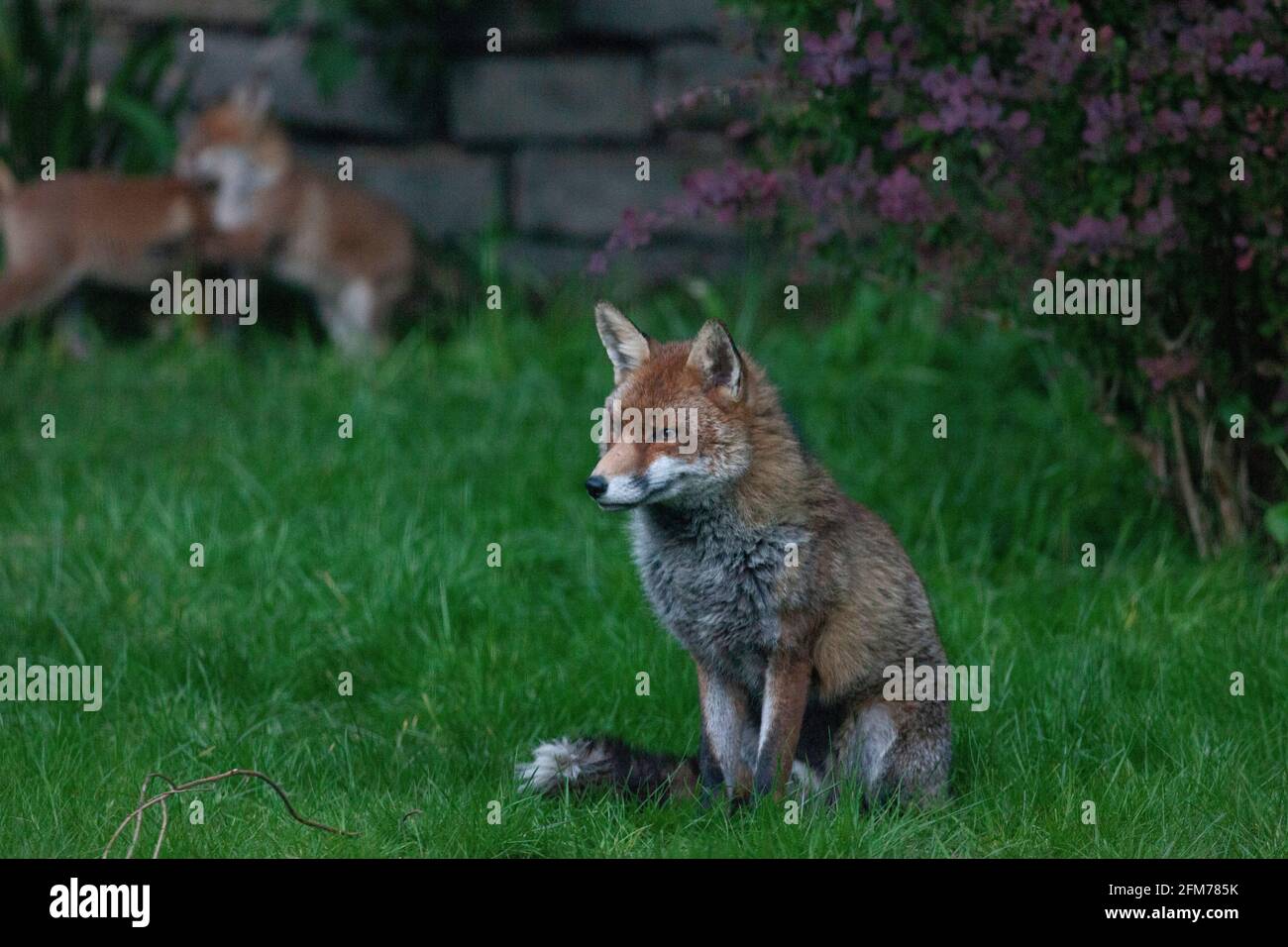 Londra, Regno Unito, 6 maggio 2021: Una volpe cane e i suoi due cuccioli in un giardino a Clapham. I cuccioli sono nati a marzo, ma solo recentemente sono stati visti fuori dalla stalla al tramonto. La volpe maschile sembrava aspettare che la femmina tornasse. I cuccioli si inchinarono dentro e fuori dai cespugli e si combatterono l'uno con l'altro. Anna Watson/Alamy Live News Foto Stock