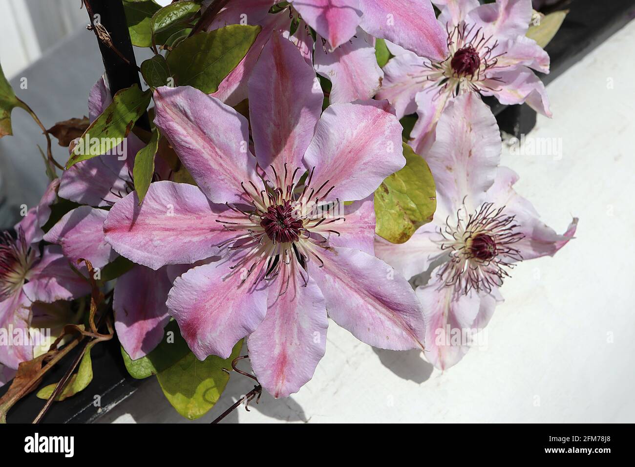 Clematis ‘Ooh la l’ pale fiori rosa con striscia centrale rosa scuro su ogni petalo, maggio, Inghilterra, Regno Unito Foto Stock