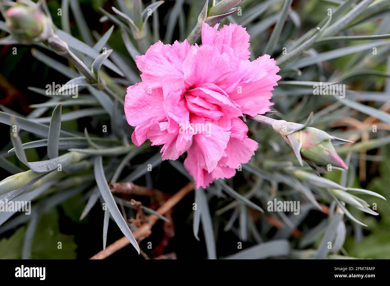 Dianthus ‘Tickled Pink’ garofano / Pink Tickled Pink – fiori rosa semi-doppi di medie dimensioni con bordi frilly, foglie grigie blu, maggio, Inghilterra, Regno Unito Foto Stock