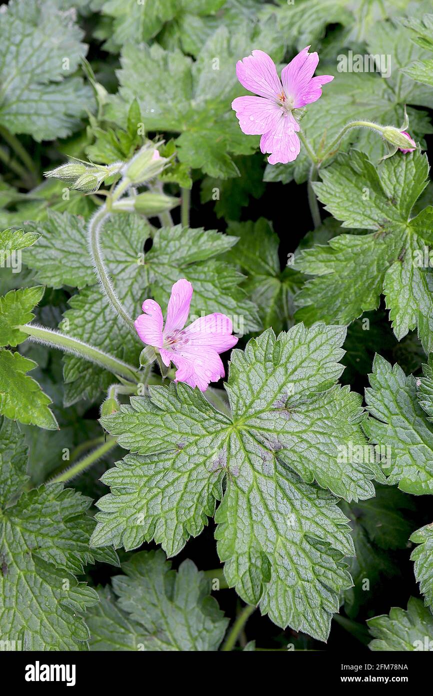 Geranio x ossonianum ‘A. Cranesbill di T. Johnson A Johnson – sfumature di rosa pallido a fiori di rosa medio con venature scure svenite, maggio, Inghilterra, Regno Unito Foto Stock