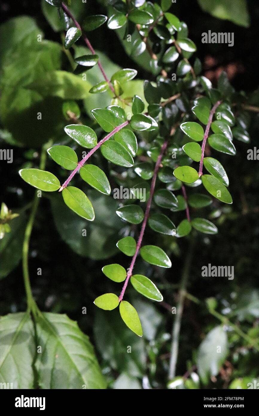 Lonicera nitida box honeysuckle – piccole foglie ovali lucide e steli rossi, maggio, Inghilterra, Regno Unito Foto Stock