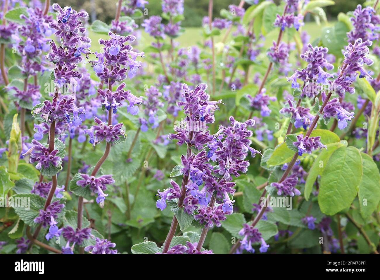 Nepeta x faassenii ‘Kit Cat’ Garden menta Kit Cat – punte di fiori blu violetto e foglie ovali verdi grigie, maggio, Inghilterra, Regno Unito Foto Stock