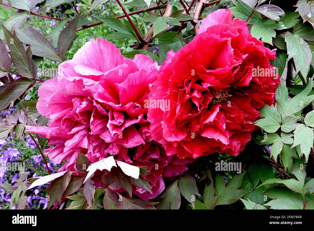 Paeonia suffruticosa ‘DDouble Red’ Peony Double Red – due fiori rossi con volant e foglie verdi lobate, maggio, Inghilterra, Regno Unito Foto Stock