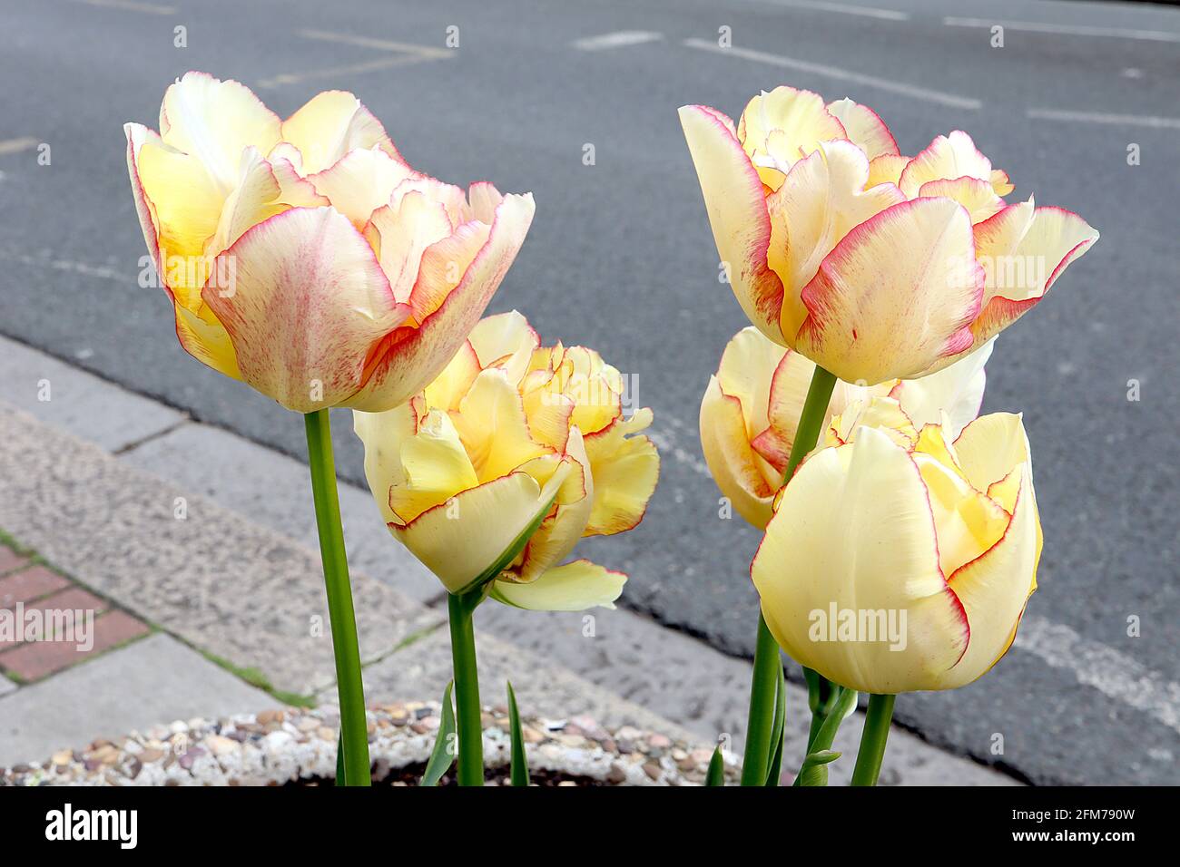 Tulipa ‘Akebono’ Double late 11 Akebono tulipano – fiori doppi gialli, contorni rossi fini, margini rossi fini, maggio, Inghilterra, REGNO UNITO Foto Stock