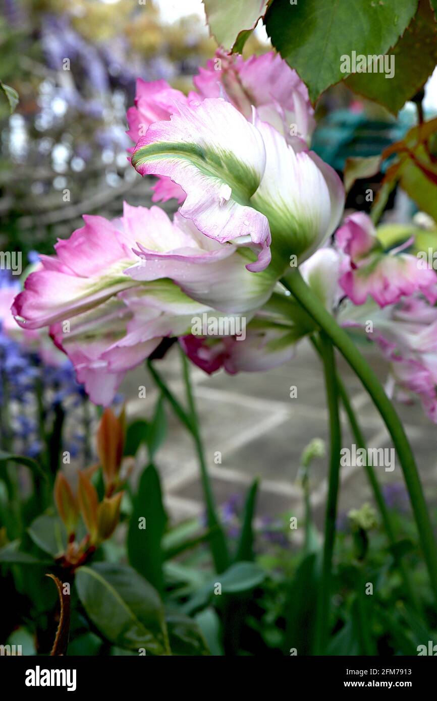 Tulipa gesneriana var dracontia ‘Apricot Parrot’ Parrot 10 petali di crema ritorti, colore albicocca, bordi rosa, sfumatura verde, maggio, Inghilterra, Regno Unito Foto Stock