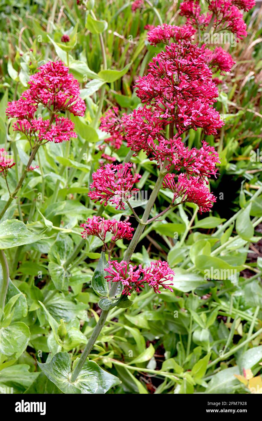 Centranthus ruber Red valerian – grappoli di fiori rossi in erba su steli alti, maggio, Inghilterra, Regno Unito Foto Stock