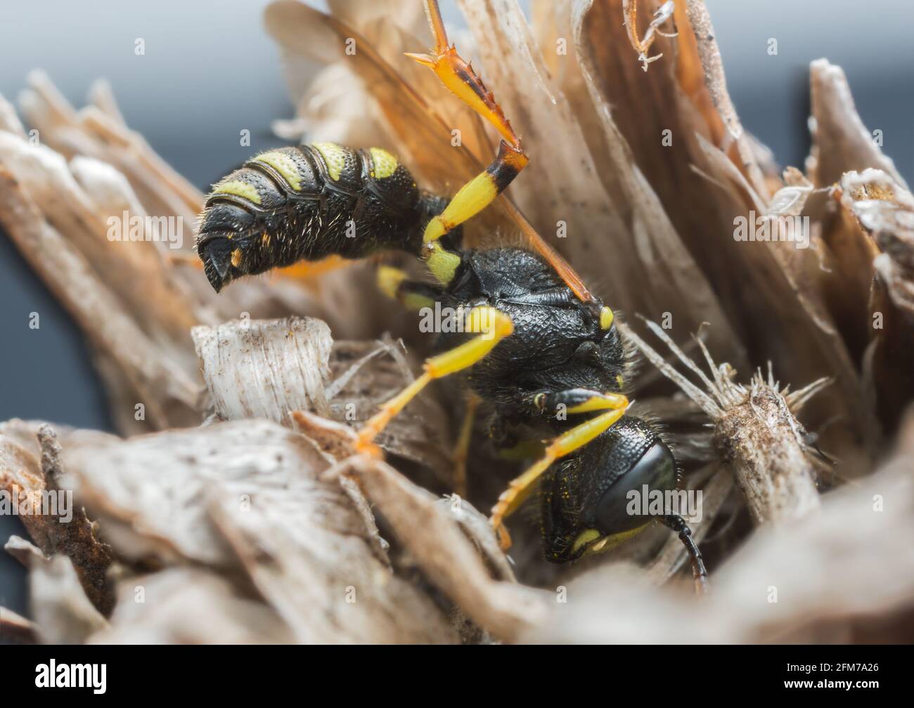 Macro foto di una vespa adulta, Cerceris che riposa su pianta secca Foto Stock